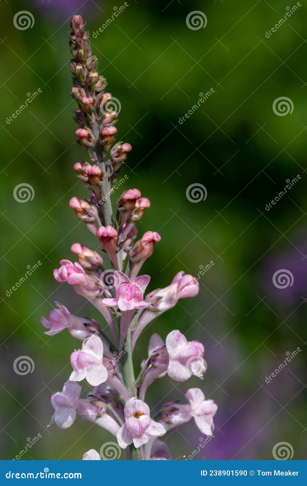 Pink Toadflax Linaria Purpurea Stock Photo - Image of outdoors ...