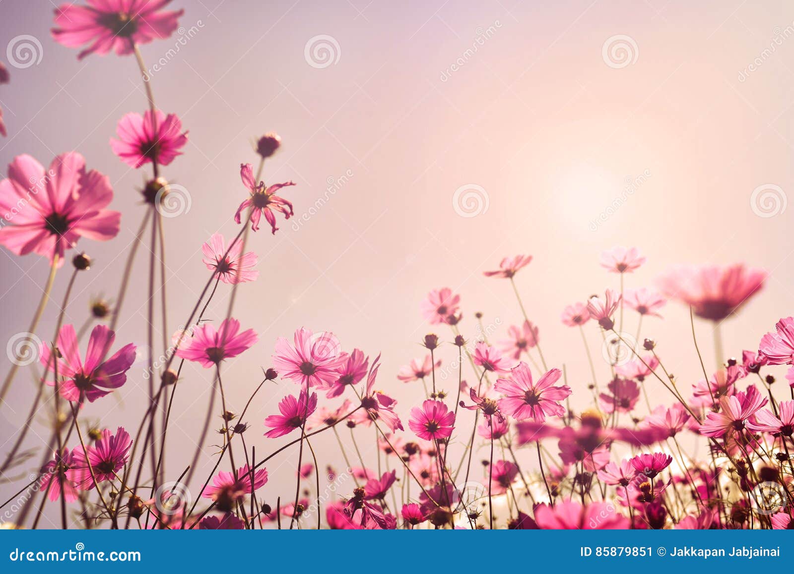 pink tone of cosmos flower field