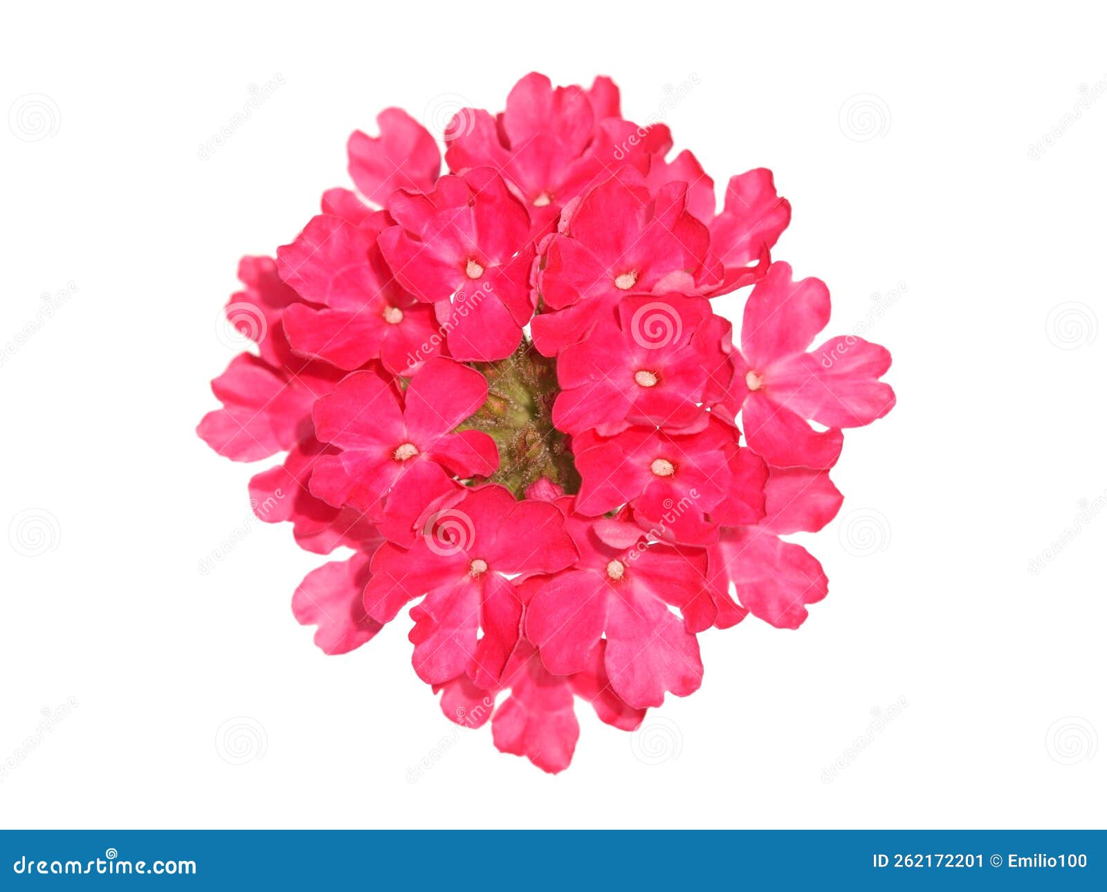 Pink Trailing Verbena Flower Isolated on White Stock Image - Image of