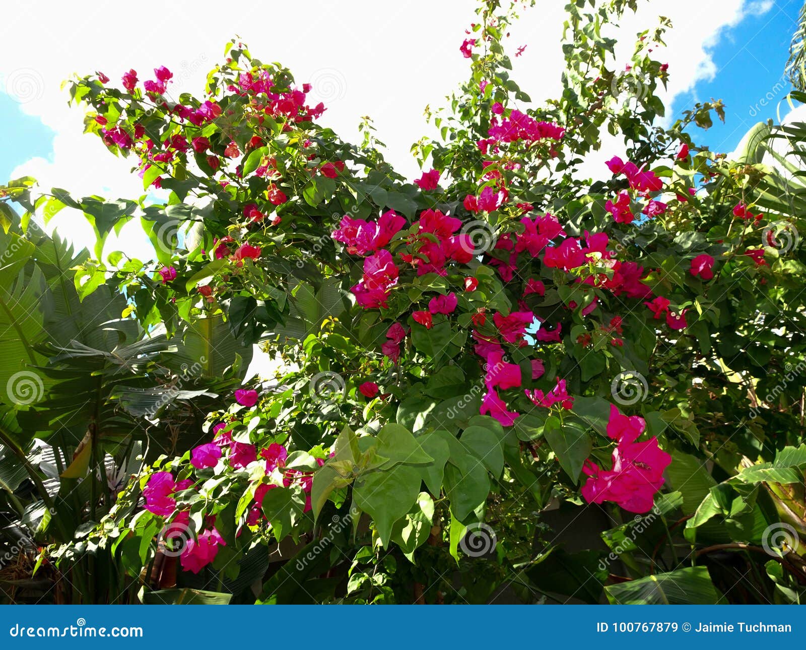 Pink Tropical Flowers On A Bush Against Blue Sky Stock Image Image Of Color Pink 100767879