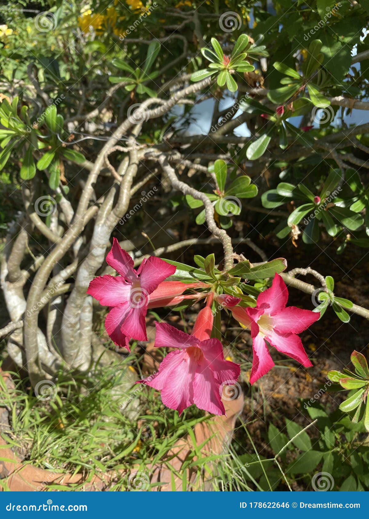 Pink tropical flowers stock photo. Image of green, background - 178622646