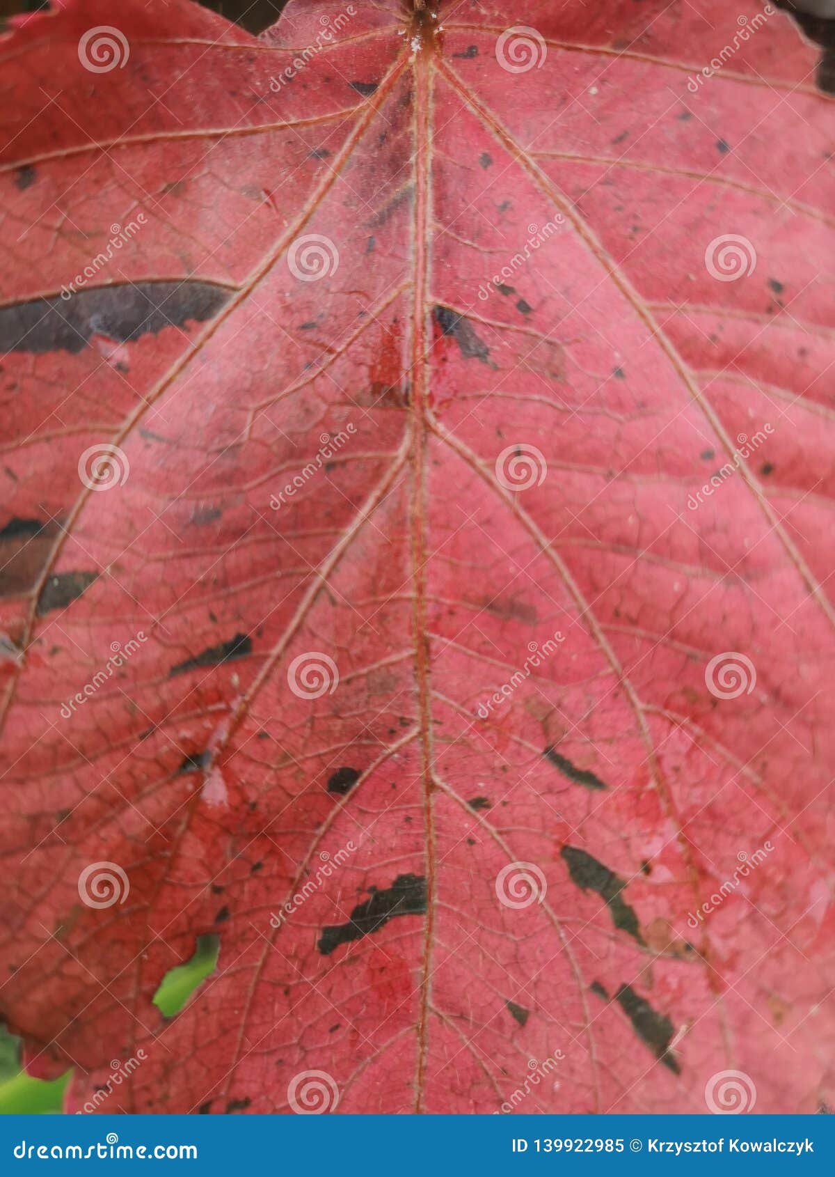 Pink Tropical Leaf Background Stock Image - Image of botanical, green