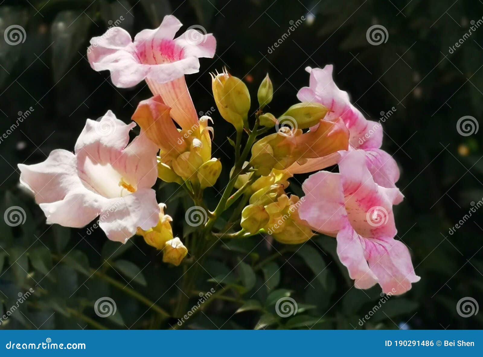 Pink trumpet flower stock photo. Image of orchid, wildflower 190291486