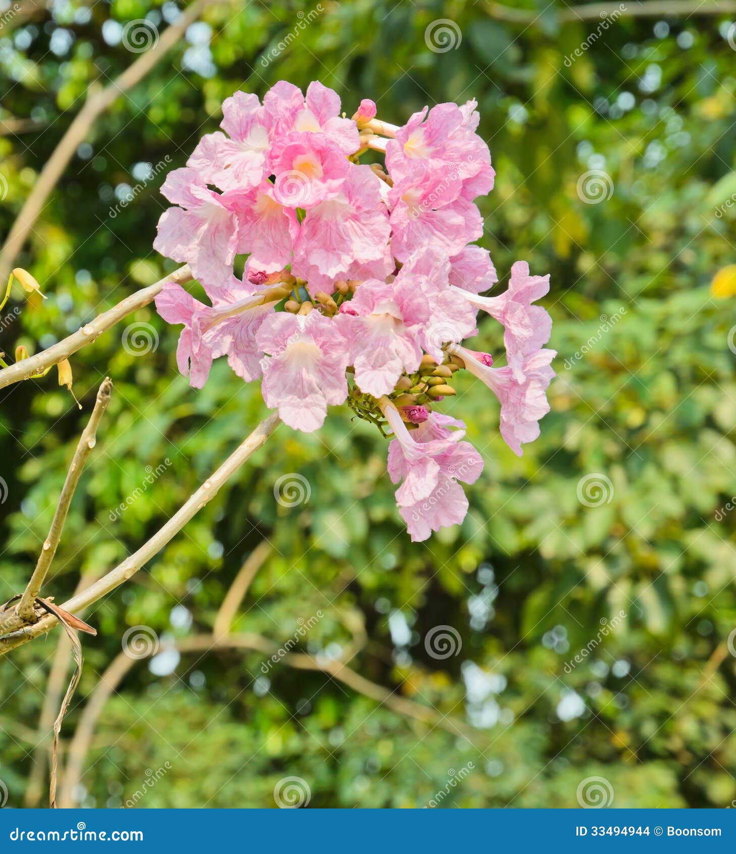 Pink trumpet stock photo. Image of bloom, trumpet, beauty 33494944