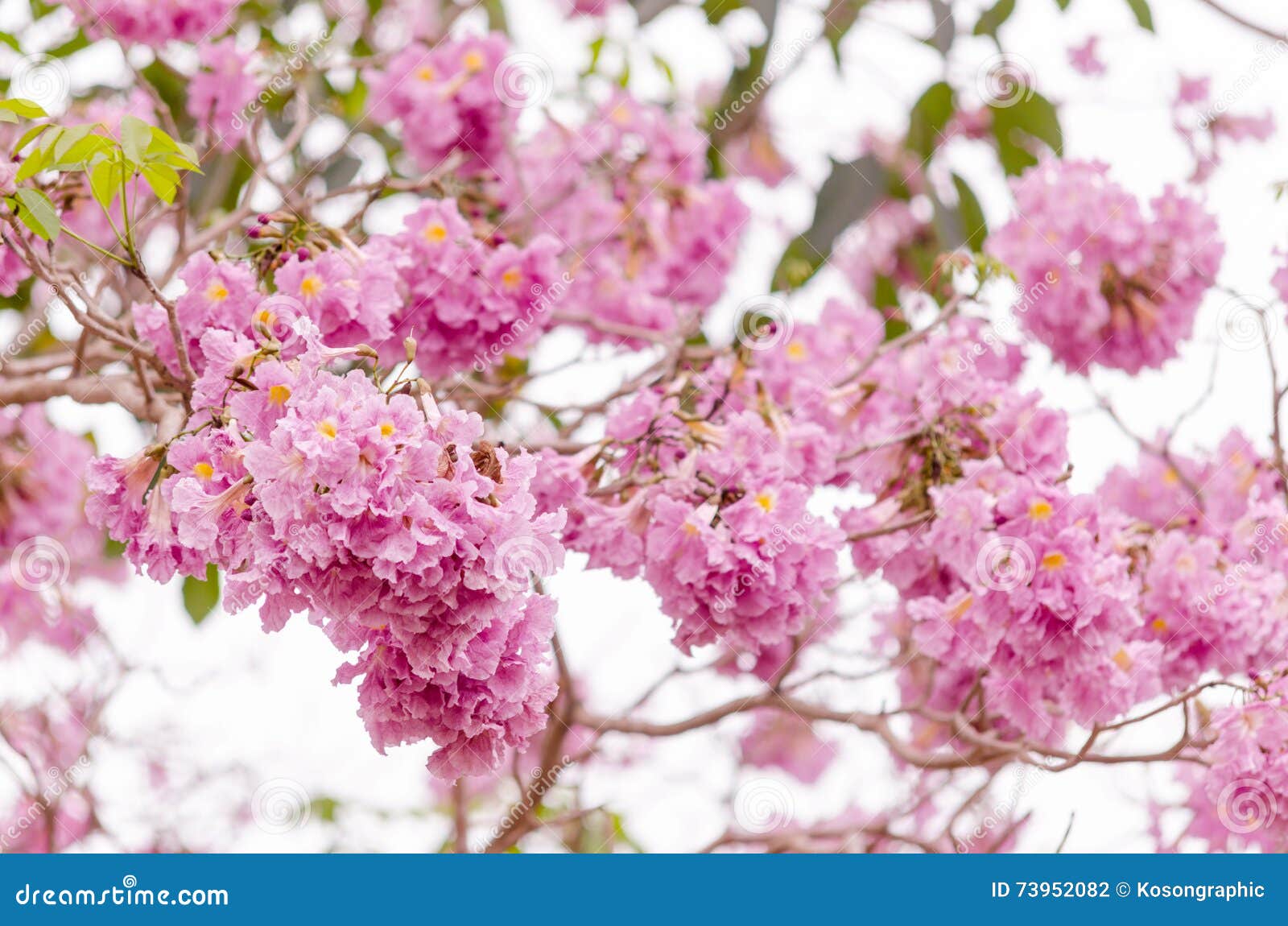 Close-up of pink lapacho flower, a beautiful american tree Stock