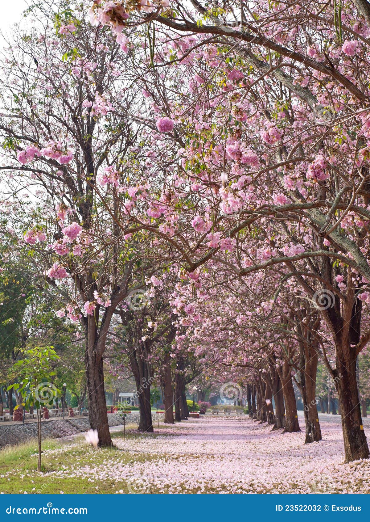 Pink trumpet tree stock photo. Image of park, landscape 23522032