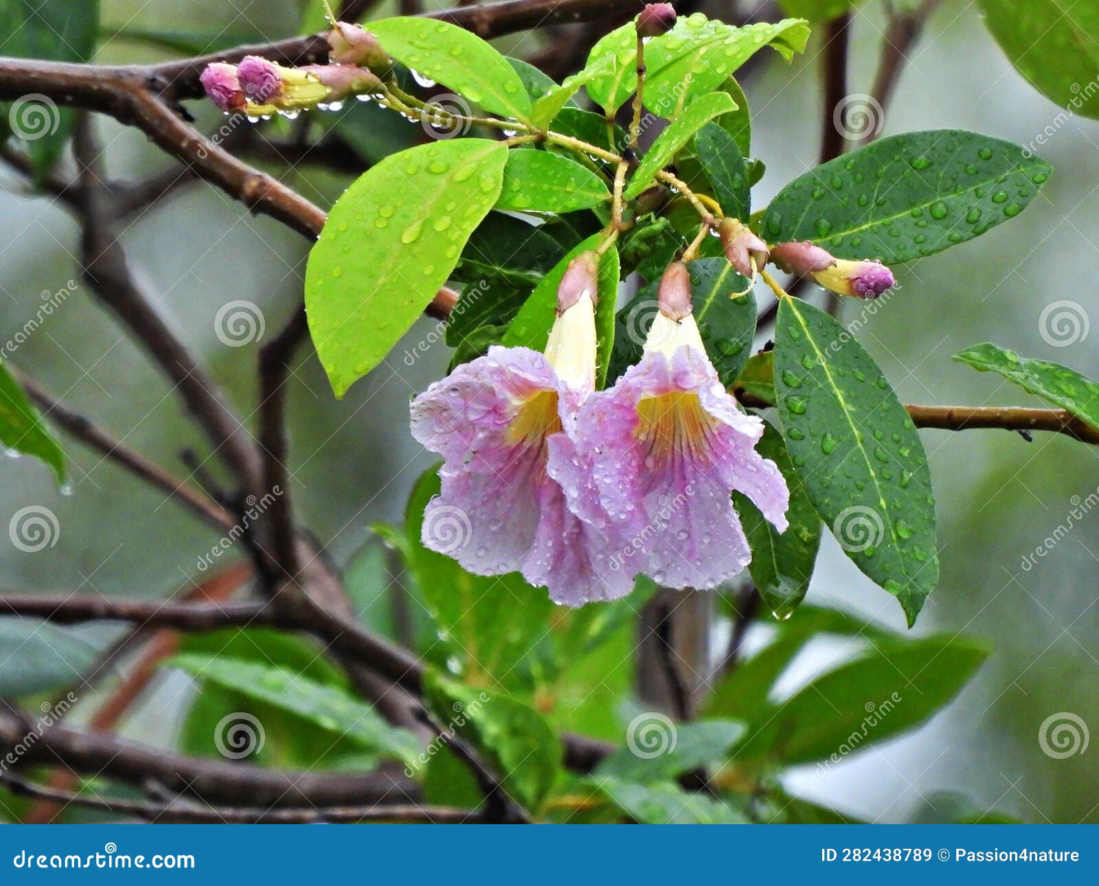 Pink Trumpet Tree (Tabebuia Rosea) Stock Image Image of nature, rosy 282438789