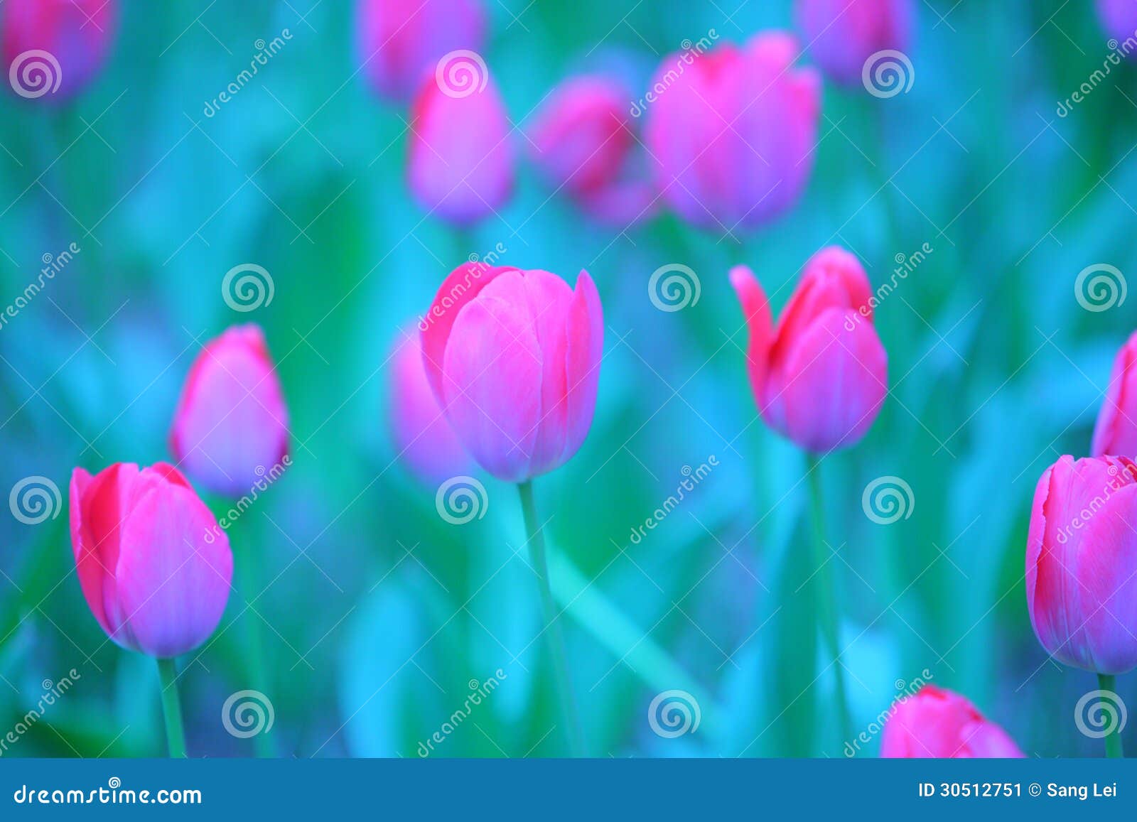 pink tulip details