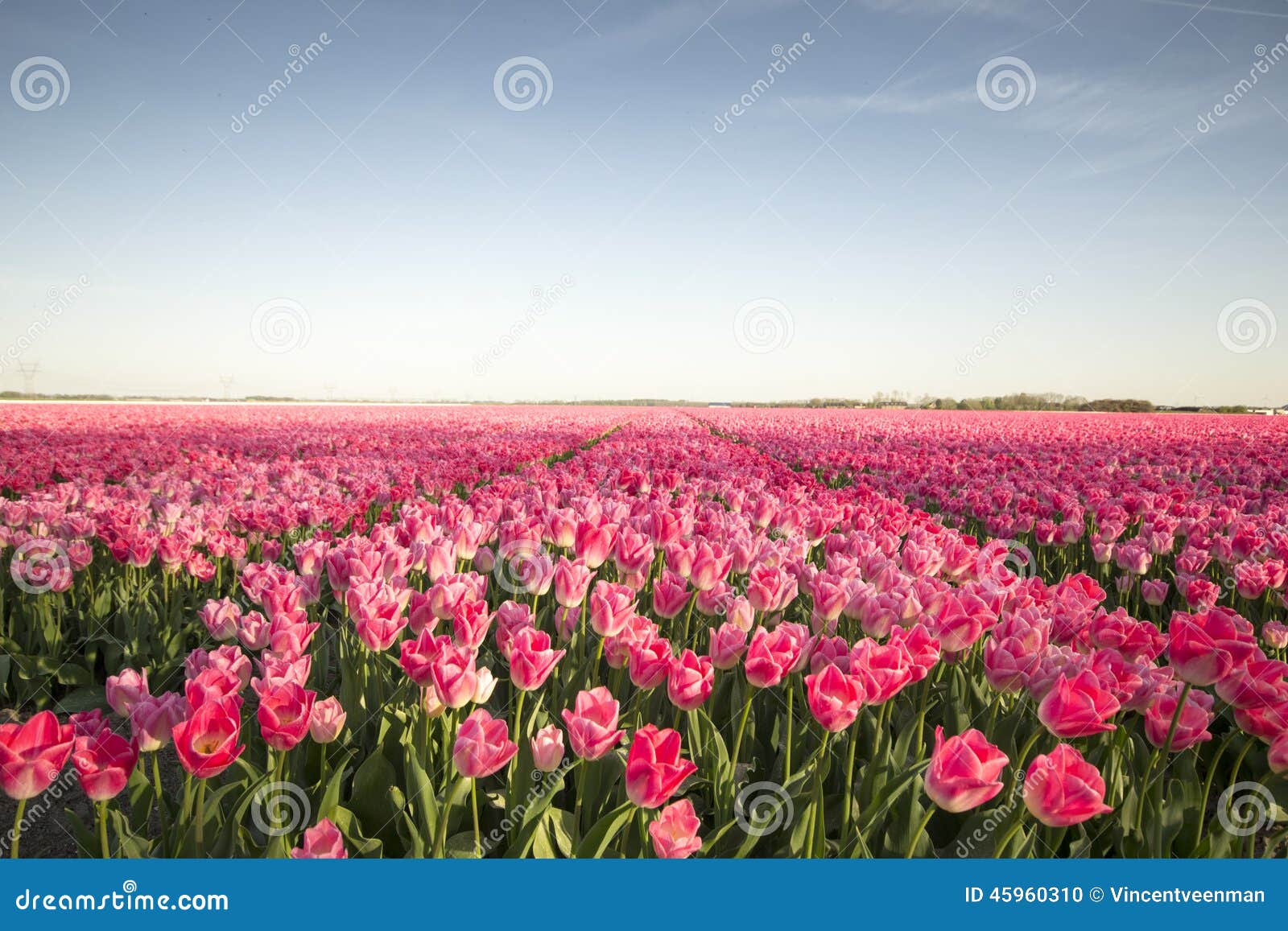 pink tulip field ii