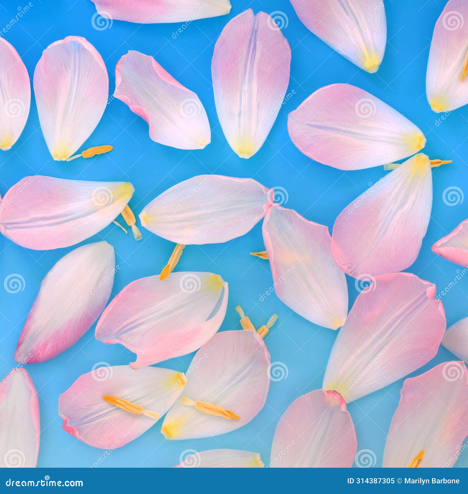 pink tulip flower petal abstract background