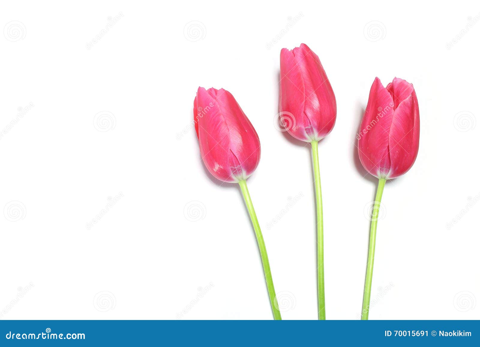 Pink Tulip Flowers in White Stock Image - Image of isolated, fresh ...