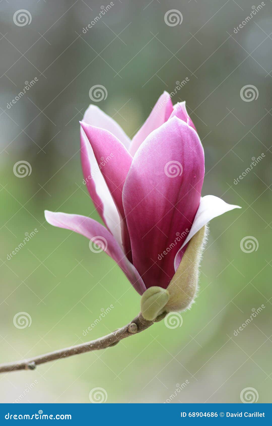 Pink Tulip Magnolia Flower Macro in Spring 2016 Stock Photo - Image of ...