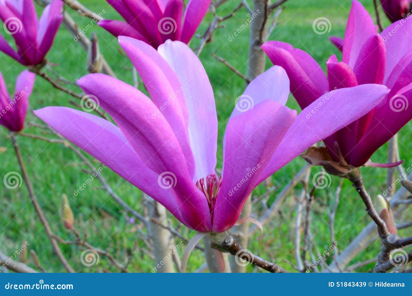 Pink Tulip Tree stock image. Image of spring, tree, plant - 51843439