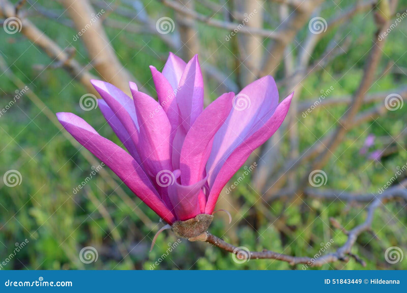 Pink Tulip Tree stock image. Image of beautiful, flower - 51843449