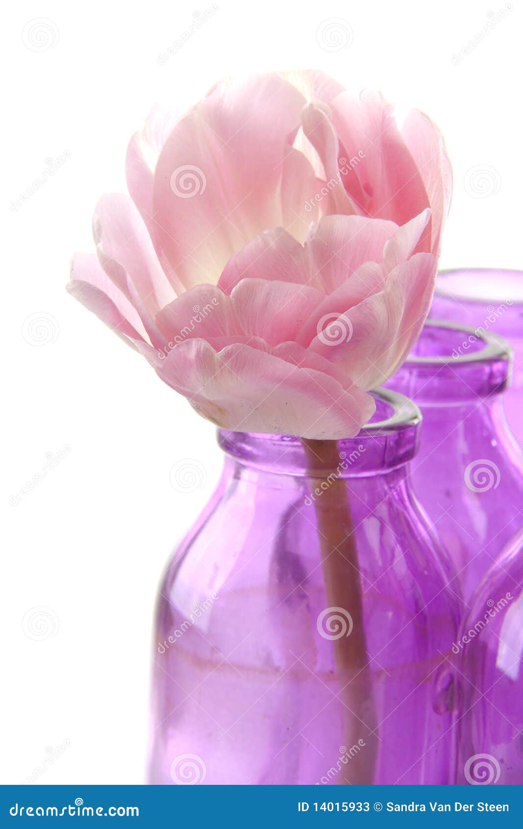 Pink tulip in vases stock image. Image of bloom, tulips 14015933