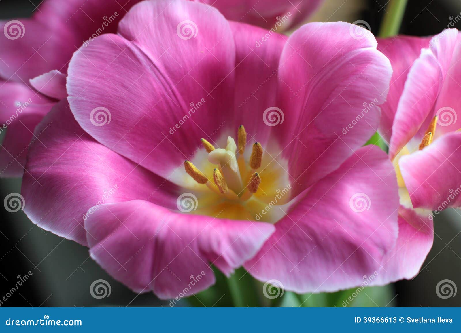 pink tulip with yellow stamen close up