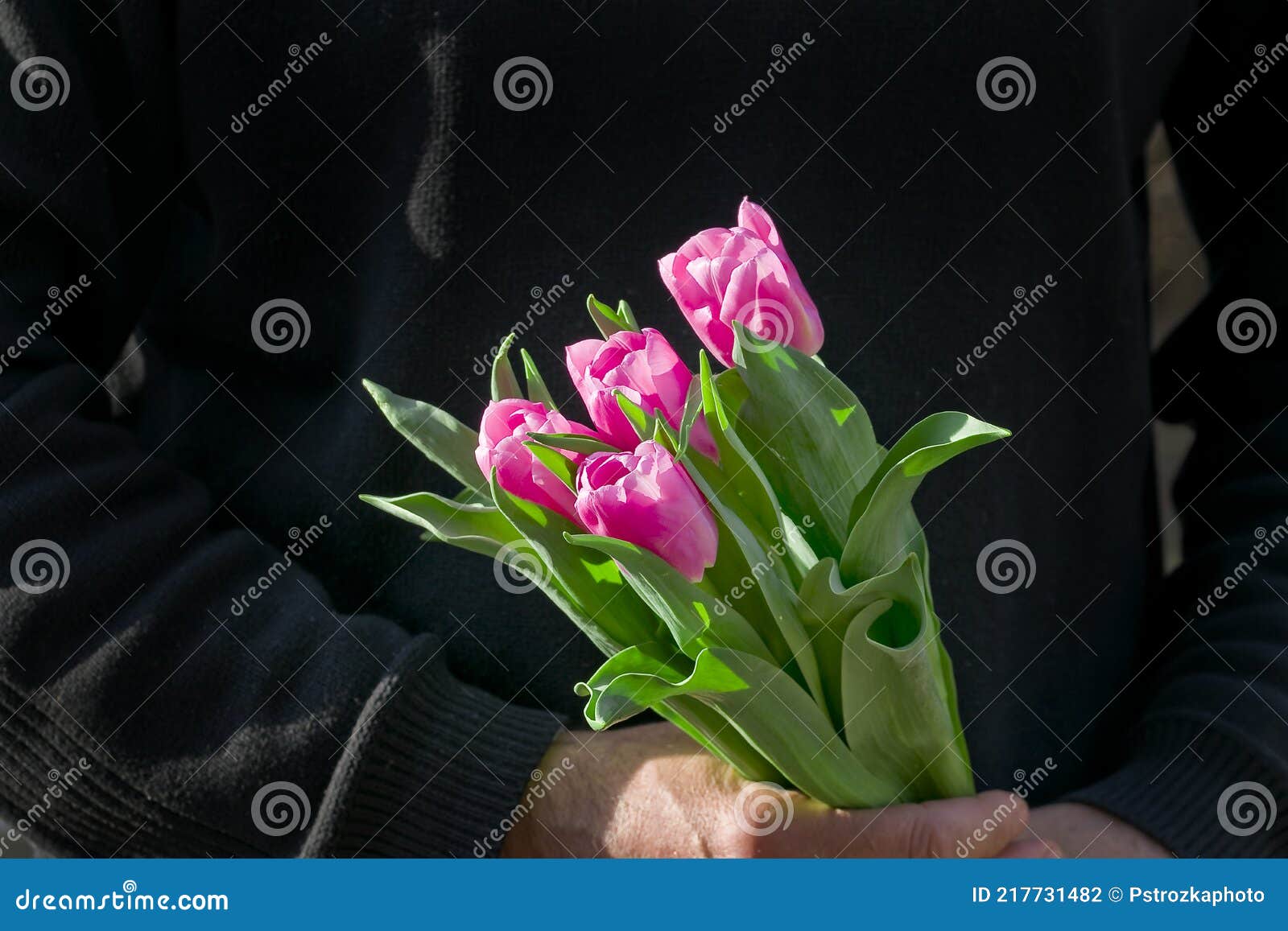 pink tulipan for  women`s day