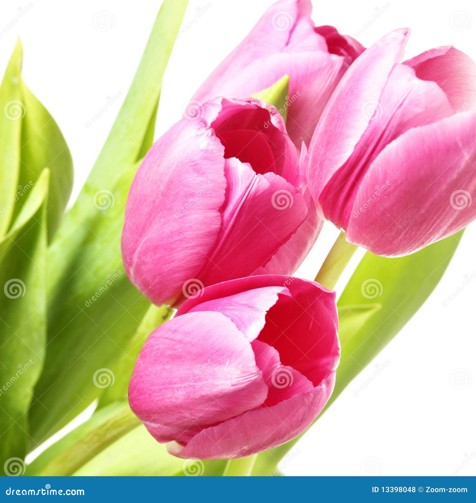 Pink tulips stock photo. Image of bunch, romantic, blossom - 13398048