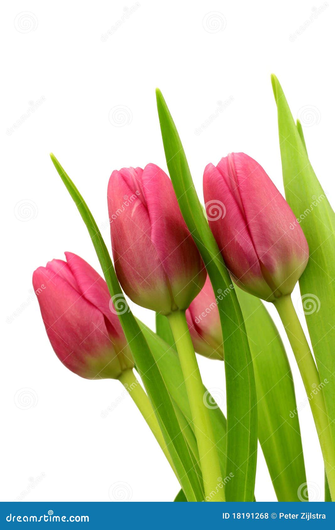 Pink tulips stock photo. Image of plant, occasion, romantic - 18191268