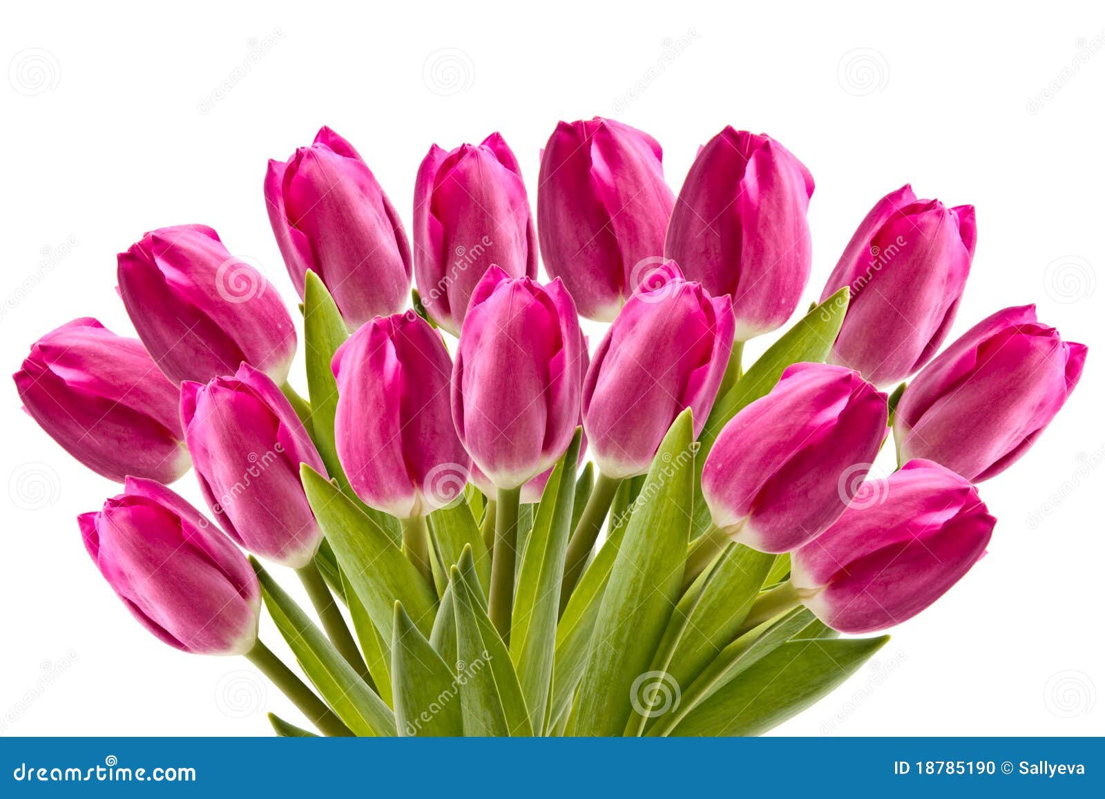 Pink tulips stock photo. Image of decoration, blossom - 18785190