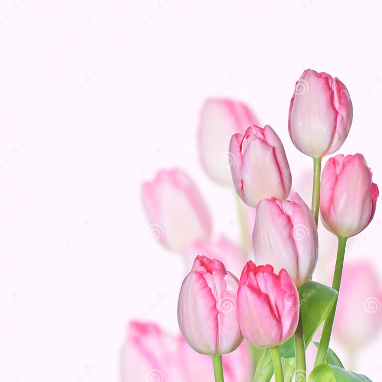 Pink tulips stock image. Image of leaf, garden, petal - 23082729