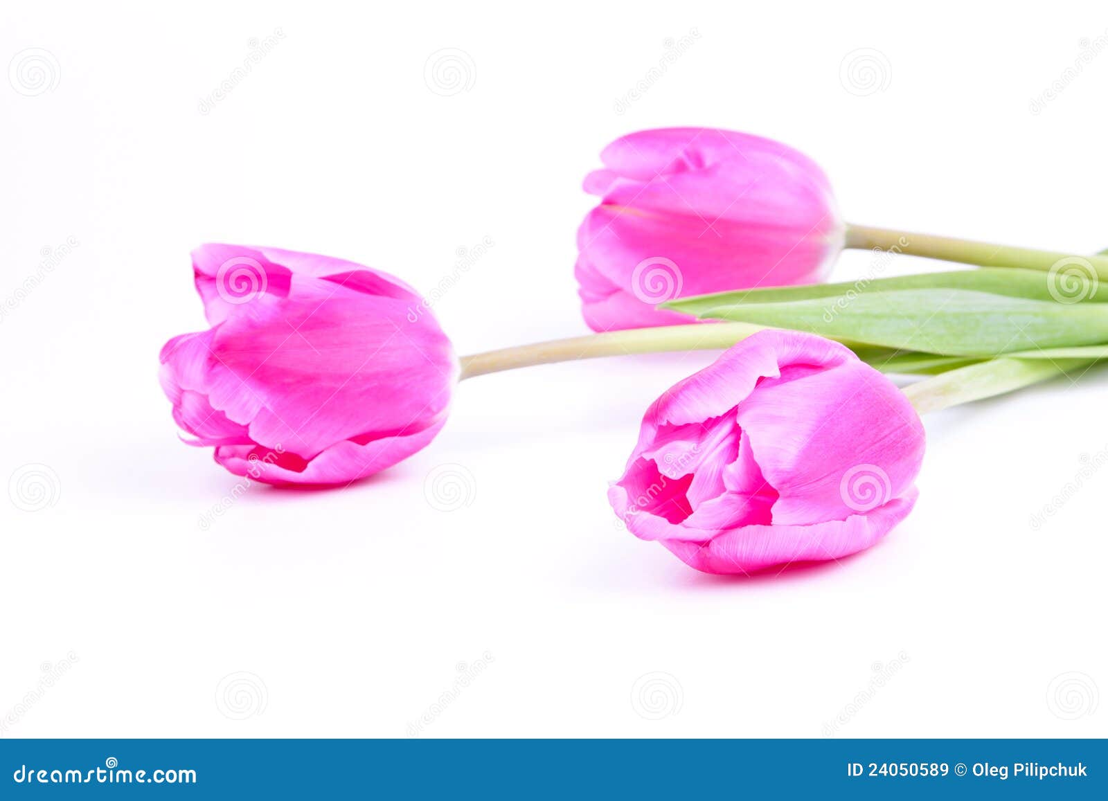 Pink tulips stock image. Image of bright, leaves, isolated - 24050589