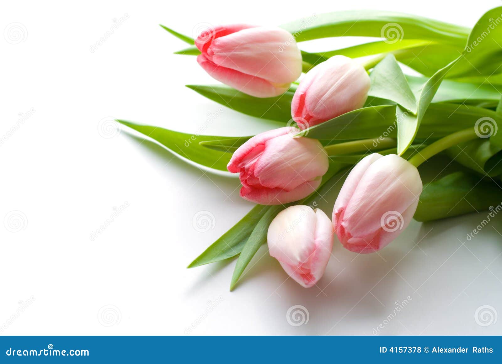 Pink tulips stock photo. Image of birthday, petals, colorful - 4157378