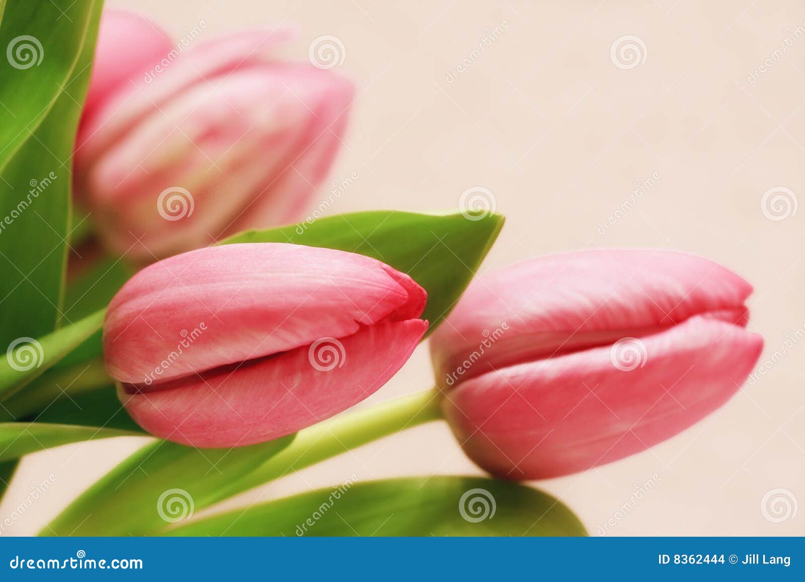 Pink Tulips stock photo. Image of season, springtime, pretty 8362444