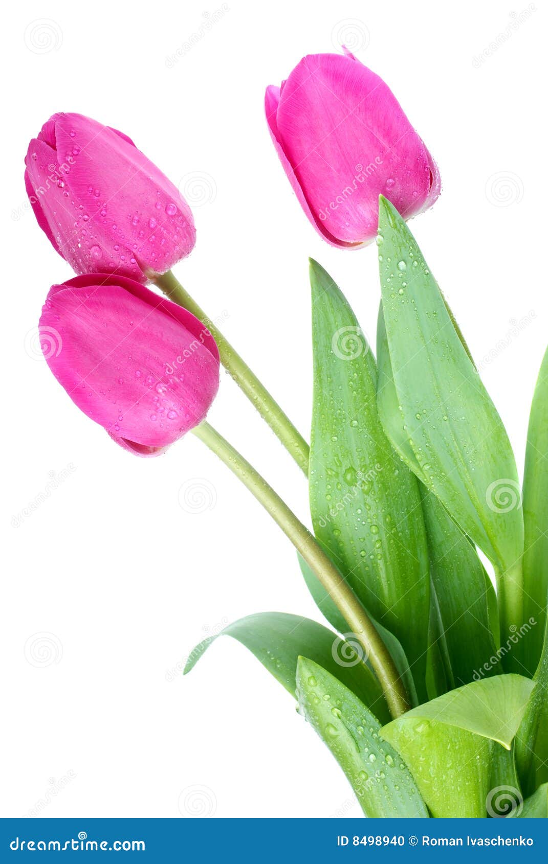 Pink tulips stock photo. Image of pattern, stem, bloom - 8498940