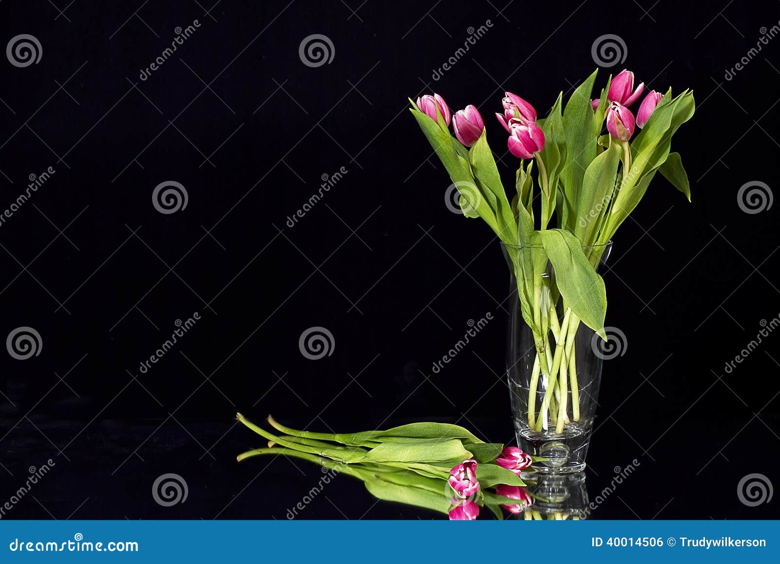 Pink Tulips Against Black stock photo. Image of beautiful 40014506