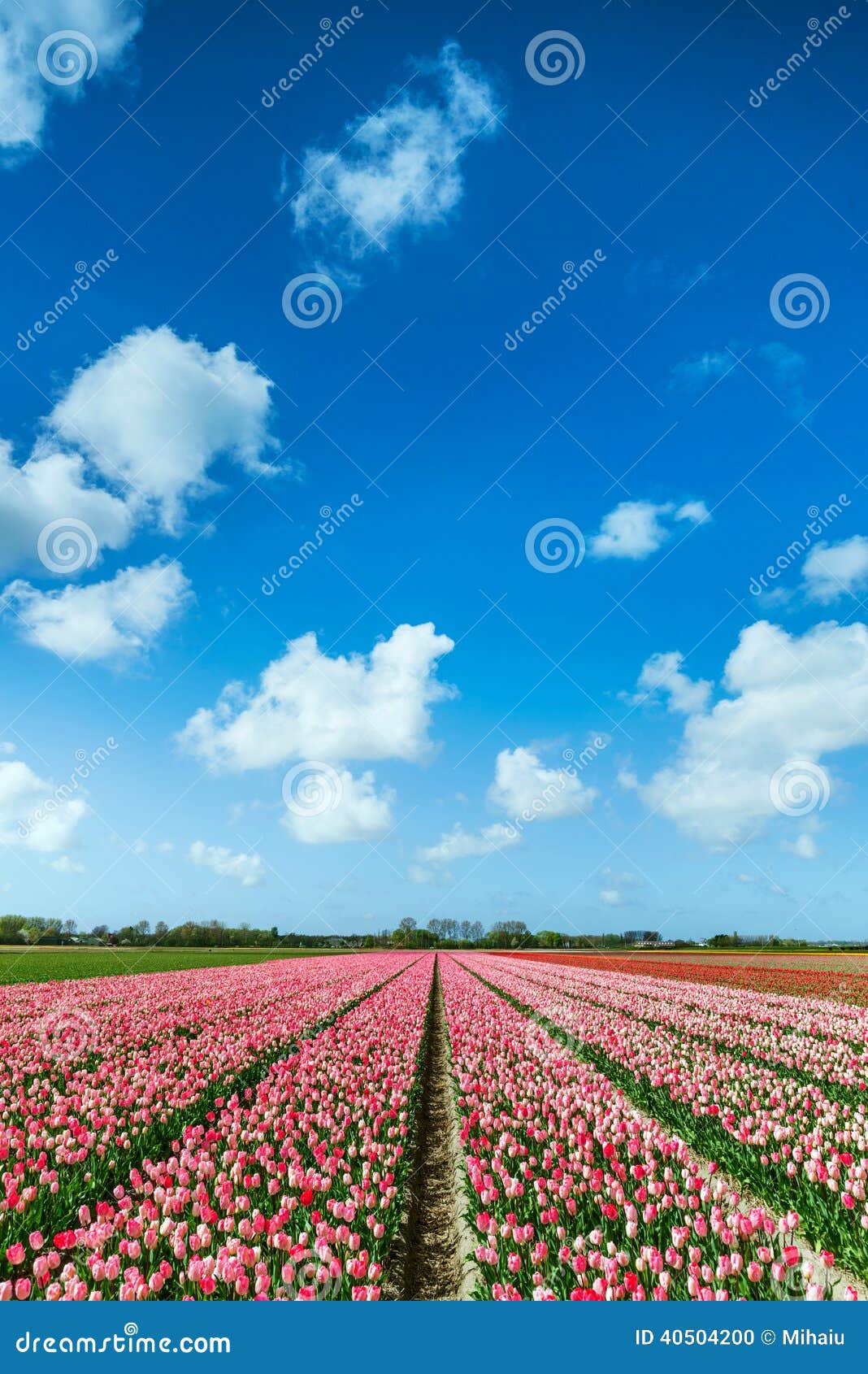 Pink Tulips Field stock photo. Image of dutch, bright - 40504200