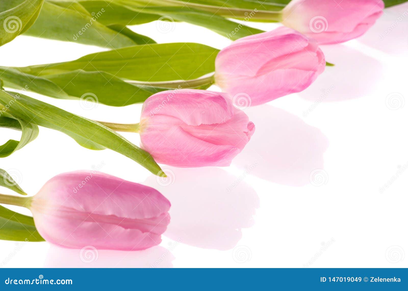 Pink Tulips Flowers Isolated on White Background Stock Image - Image of ...