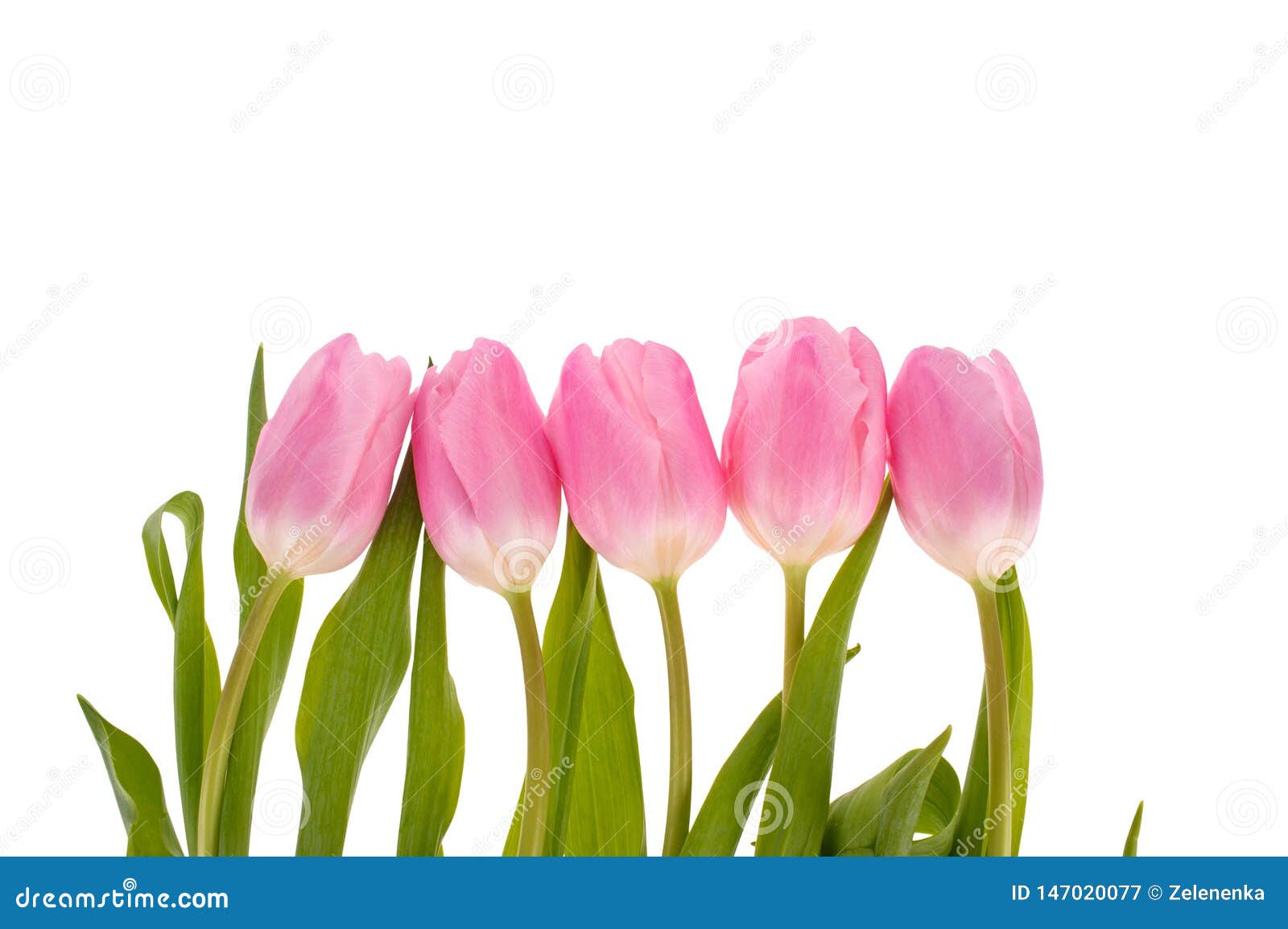 Pink Tulips Flowers Isolated On White Background Stock Image - Image of ...