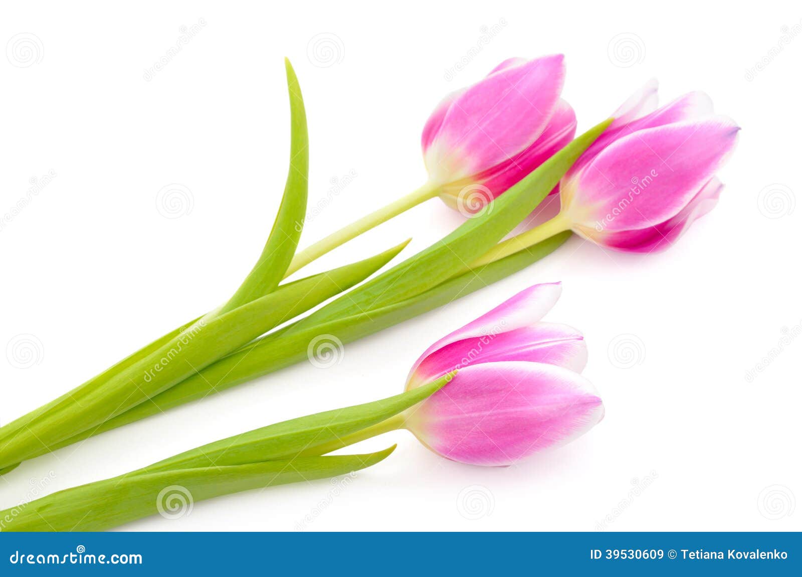 Pink tulips isolated stock image. Image of pink, leaf - 39530609