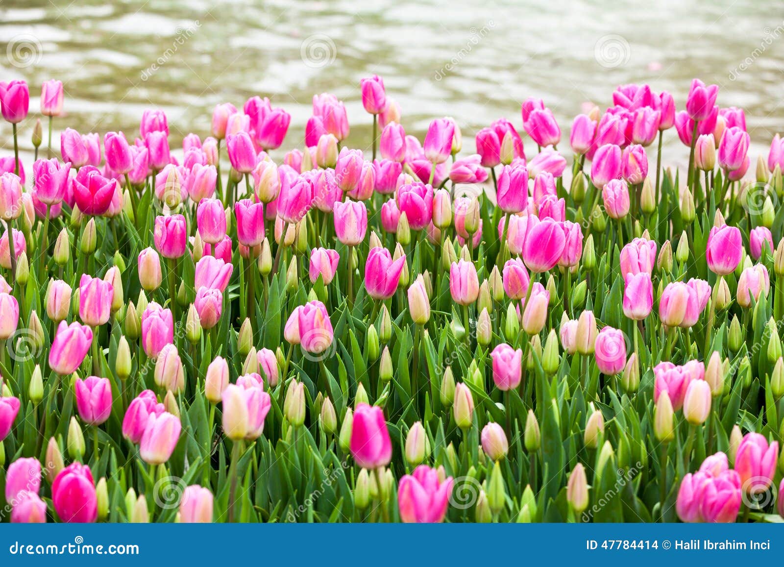 Pink tulips lakeside stock photo. Image of field, engage 47784414