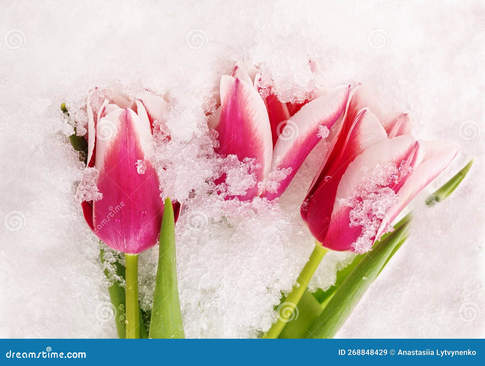 Pink tulips in snow stock image. Image of pink, isolated 268848429