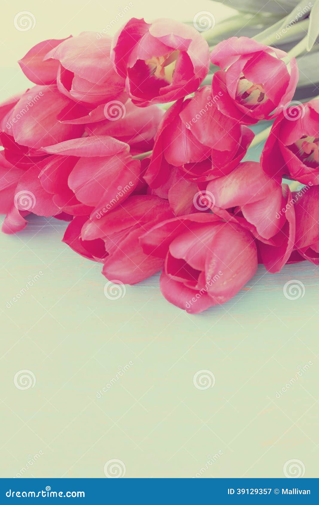 Pink tulips, tinted stock image. Image of closeup, colors - 39129357