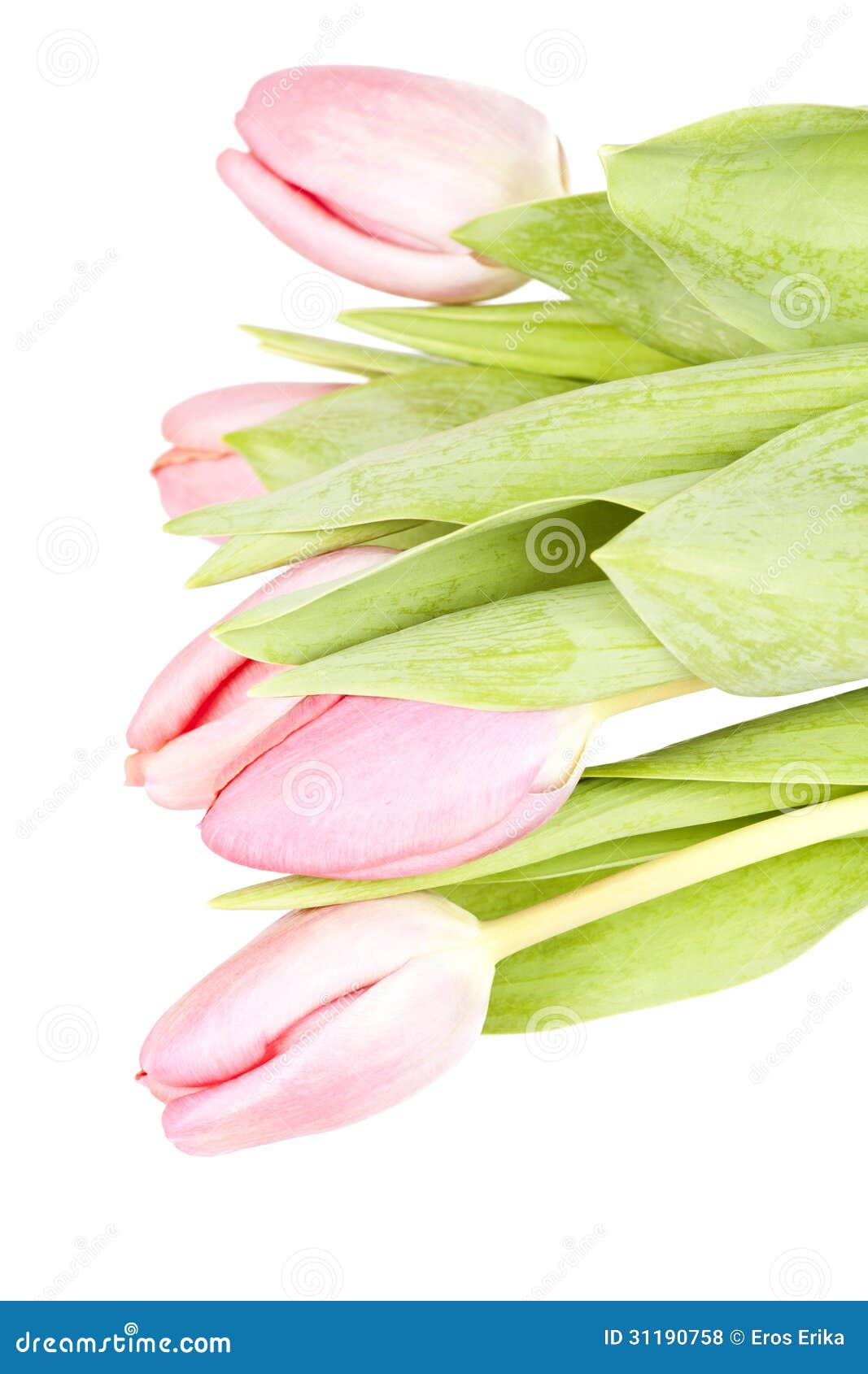 Pink Tulips on White Background Stock Photo - Image of floral, april ...