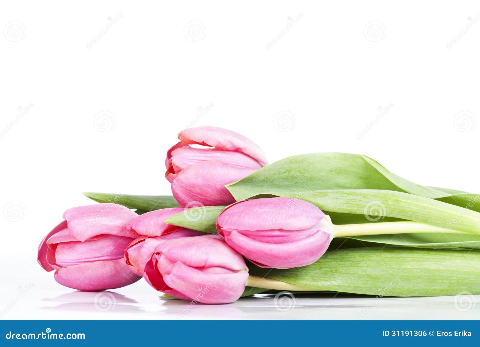 Pink Tulips on White Background Stock Photo - Image of leaf ...