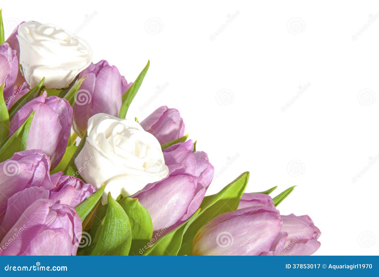 Pink Tulips and White Roses Stock Image Image of europe, beauty 37853017