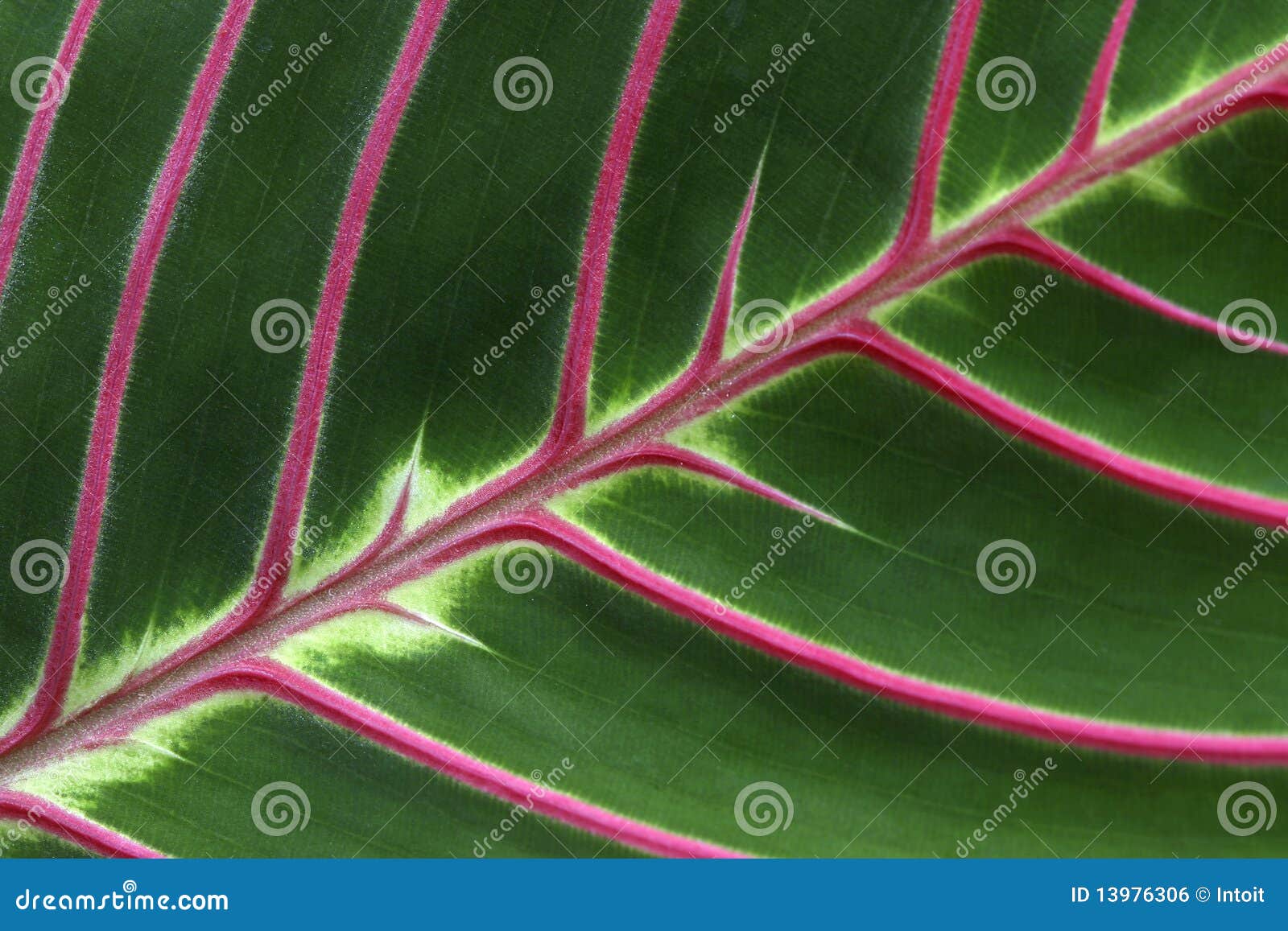 Pink Veins stock photo. Image of greenery, leaves, close 13976306