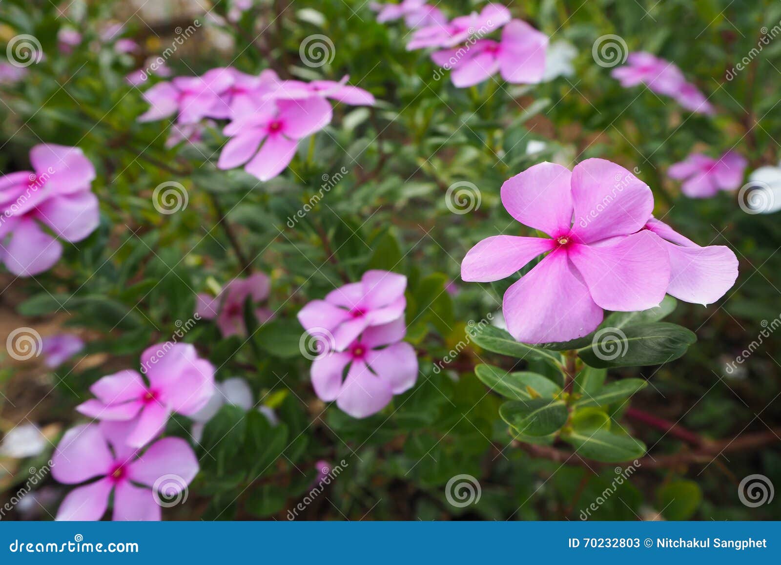 Pink Vinca flower. stock image. Image of pink, moving 70232803