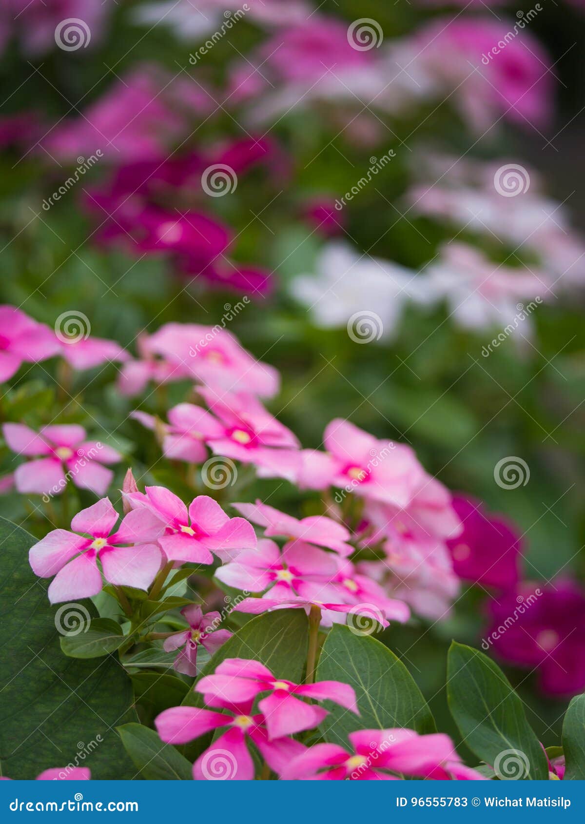 Pink Vinca Flowers Hanging stock image. Image of elegance 96555783