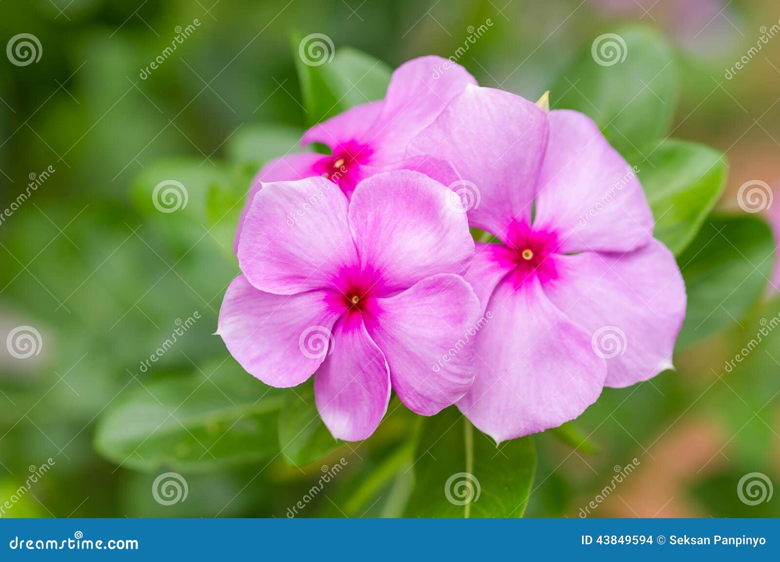 Pink vinca flowers stock photo. Image of vinca, pink 43849594