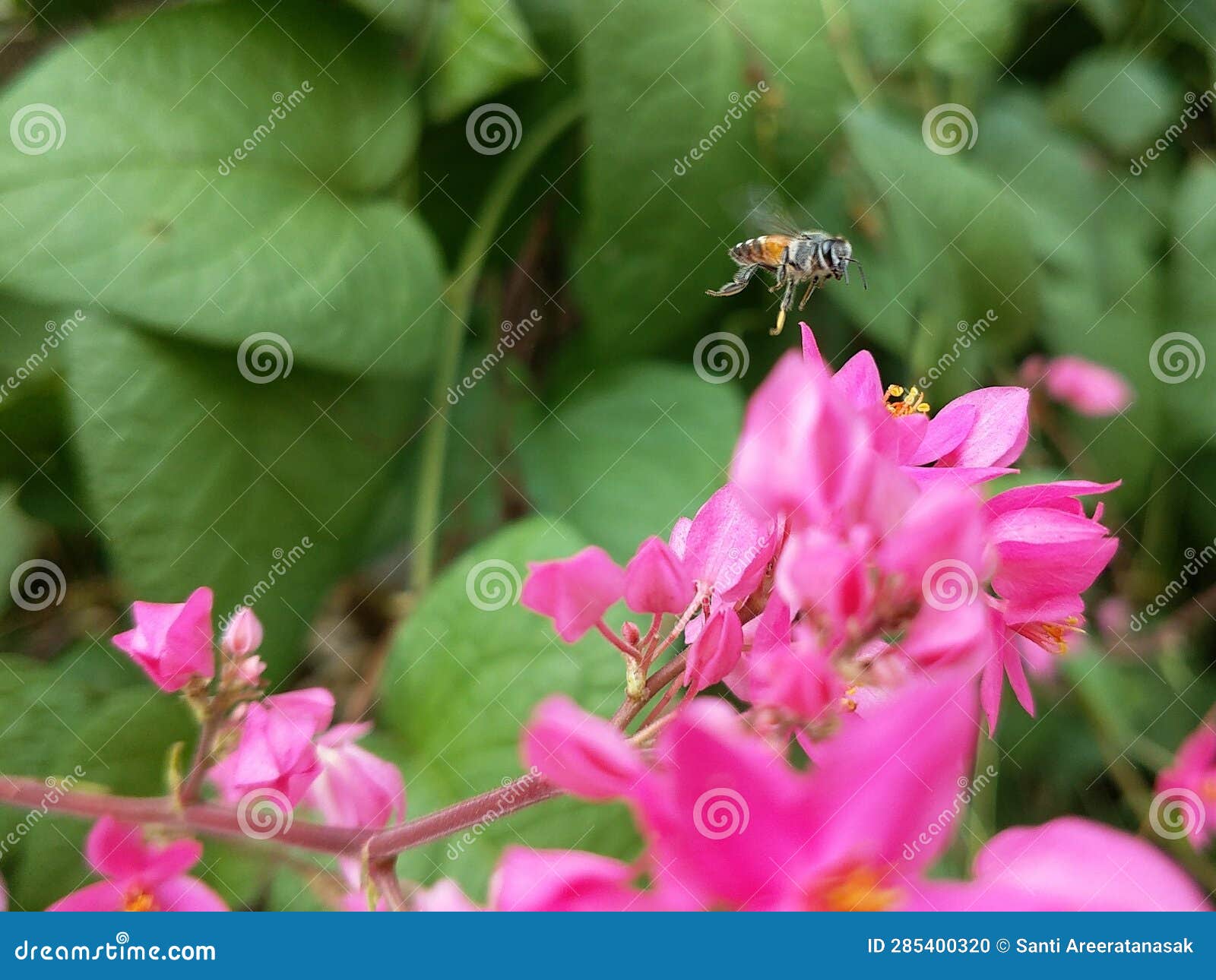 Pink Vine Flower and Flying Honey Bee Stock Photo Image of honey