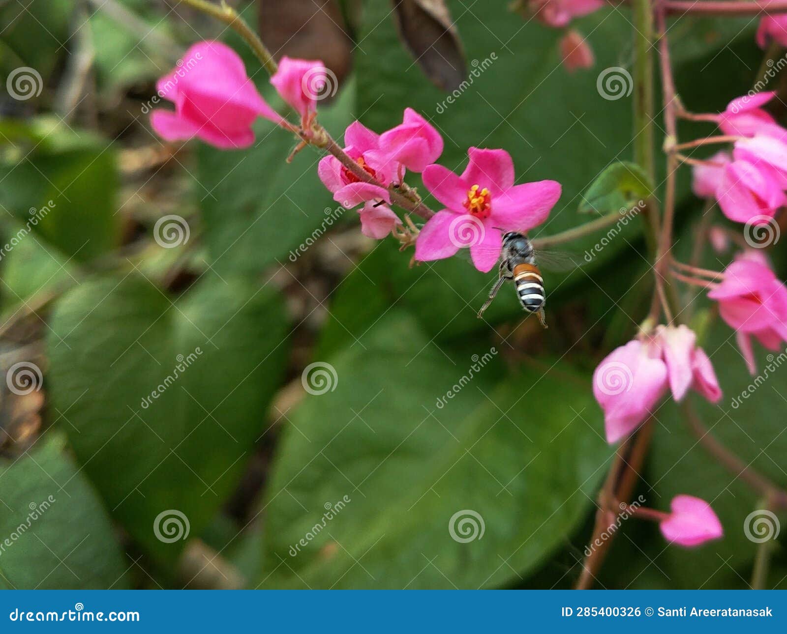 Pink Vine Flower and Flying Honey Bee Stock Photo Image of pink