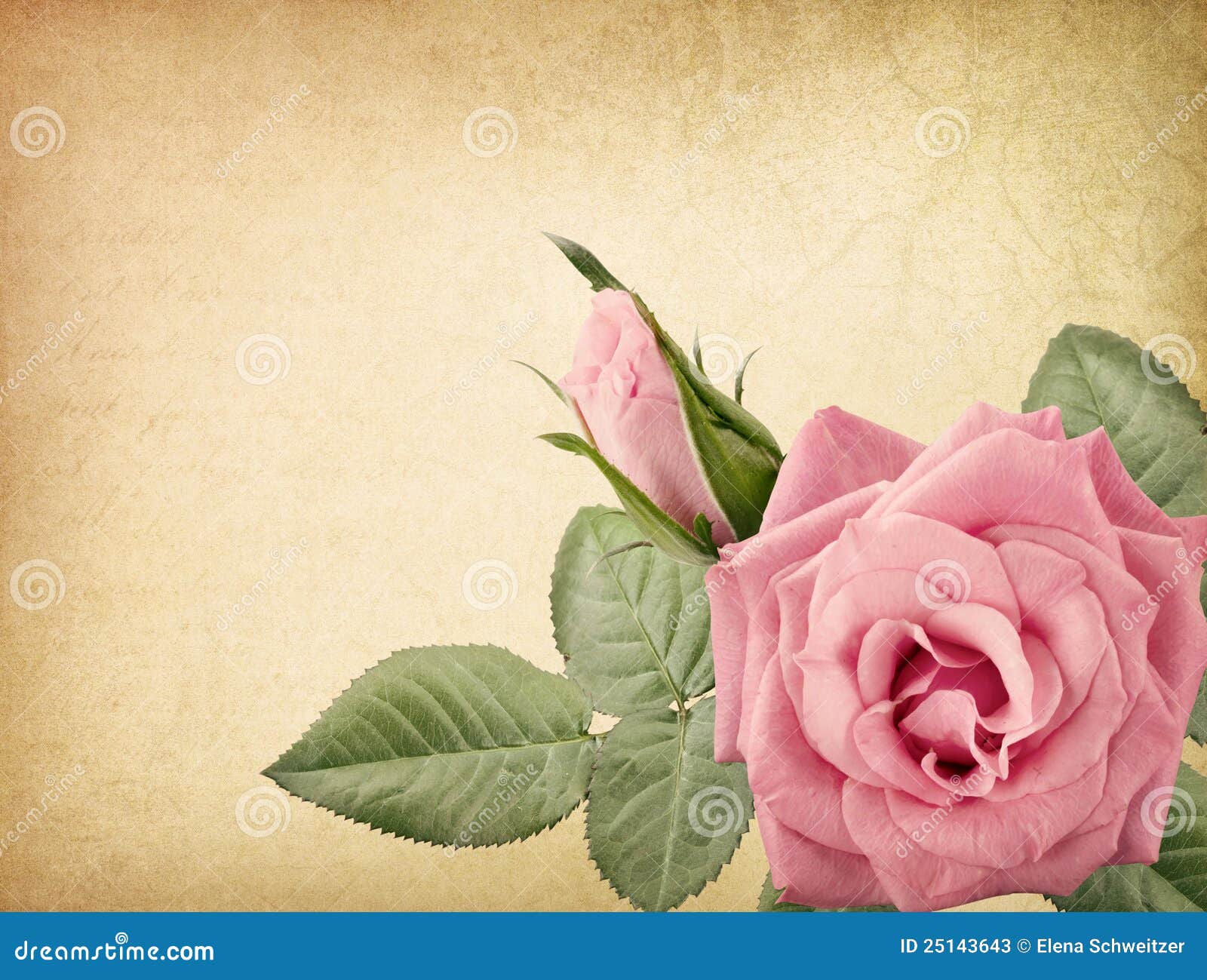 Pink vintage rose stock image. Image of nostalgia, postcard 25143643
