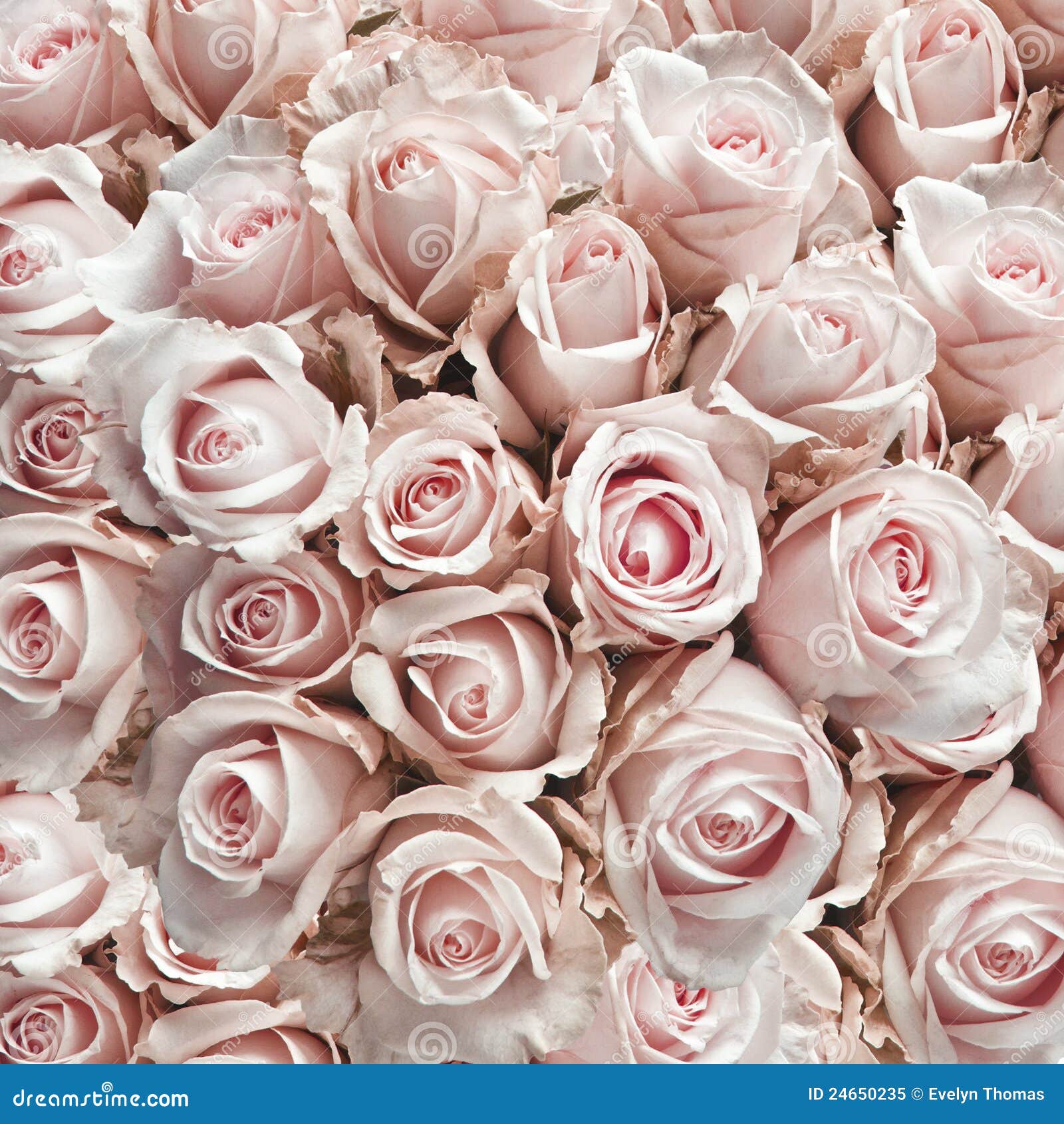 Vintage Pink Roses Wallpaper