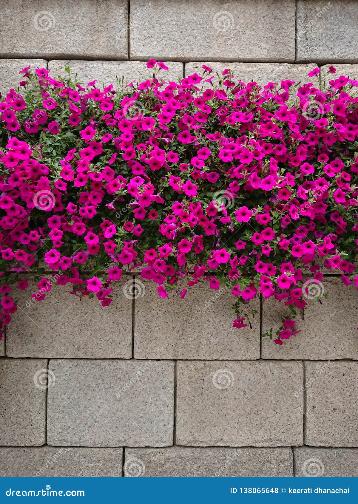 Pink wall stock photo. Image of wall, asia, flower, park 138065648