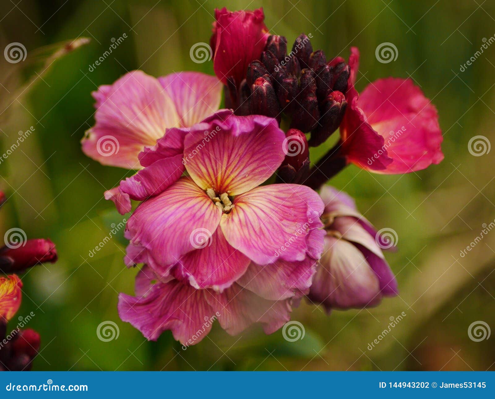 Pink Wallflower Closeup stock photo. Image of closeup 144943202